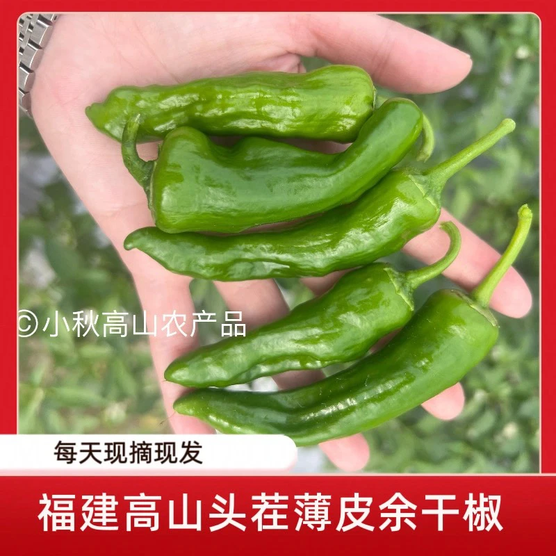 新鲜特辣薄皮青椒现摘现发农家自种产地直发