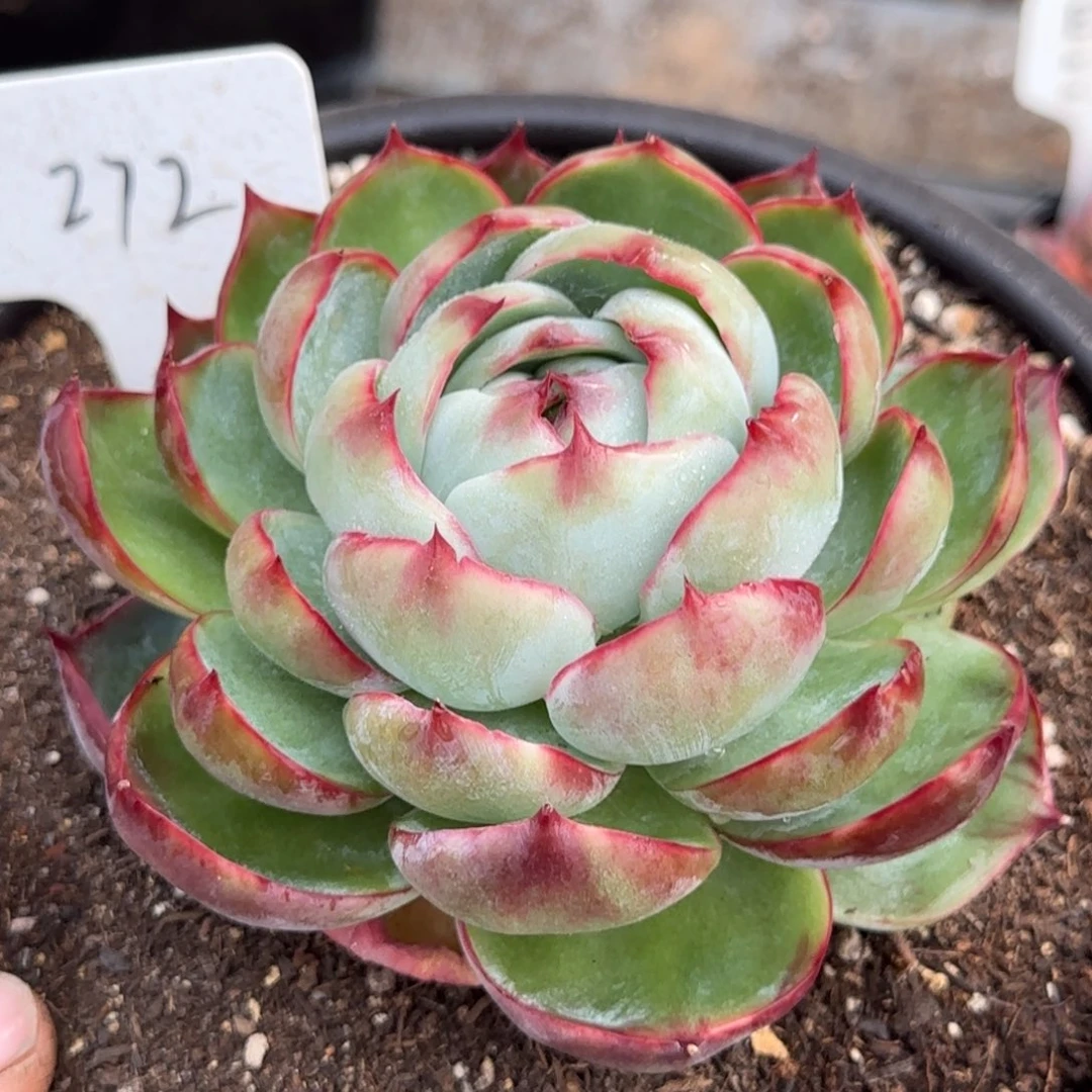 惊鸿一物一拍包装收缩花旱272