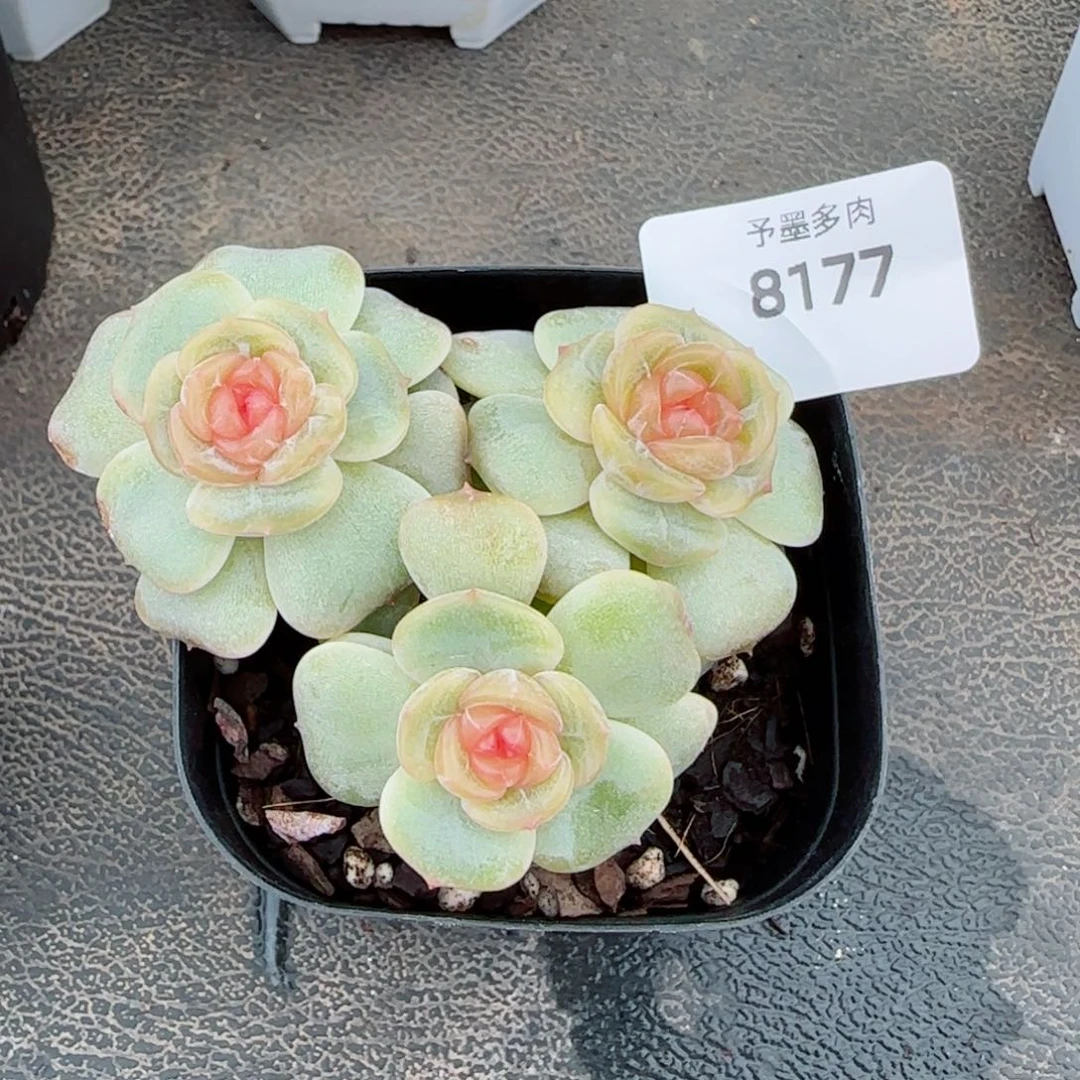 彩恋群，8177多肉植物