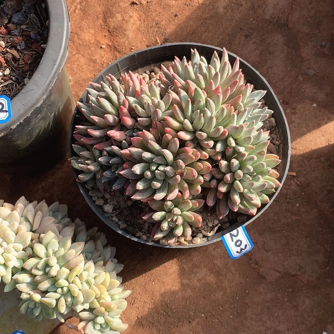 203炫彩心 一物一拍放心靠谱