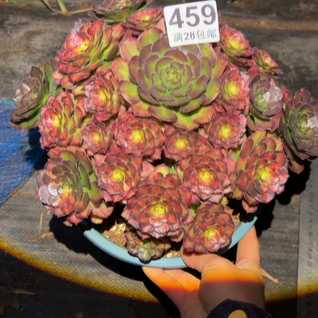 靖***霞多肉植物459海王七彩