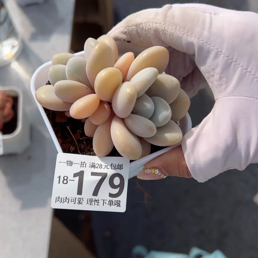 粉兔多肉多肉多肉多肉