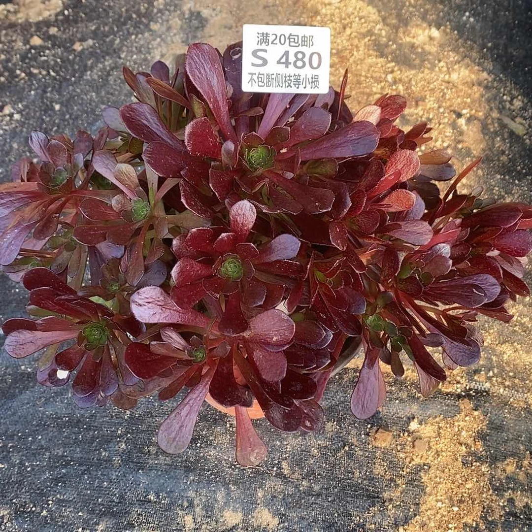 480红日多肉法师锦多肉