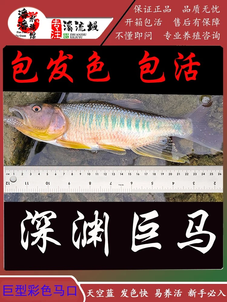 原生发色马口鱼桃花鱼马口鱲巨马彩马冷水鱼观赏鱼好养耐活溪流鱼