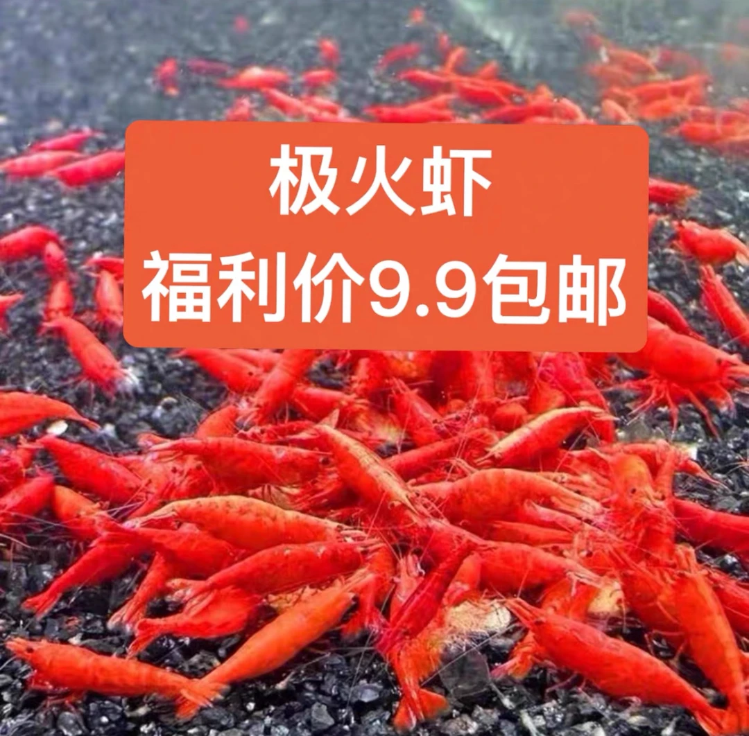 淡水观赏虾米虾除藻水晶虾极火鱼缸蓝丝绒樱花黑壳包邮除藻虾