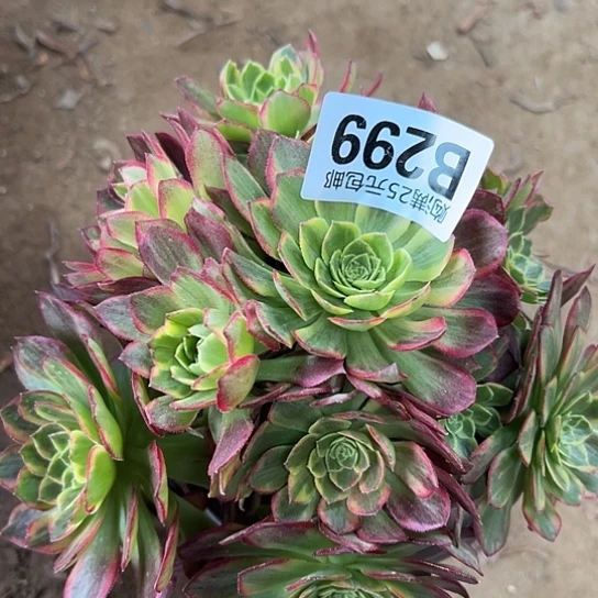 龙**跃多肉植物一个