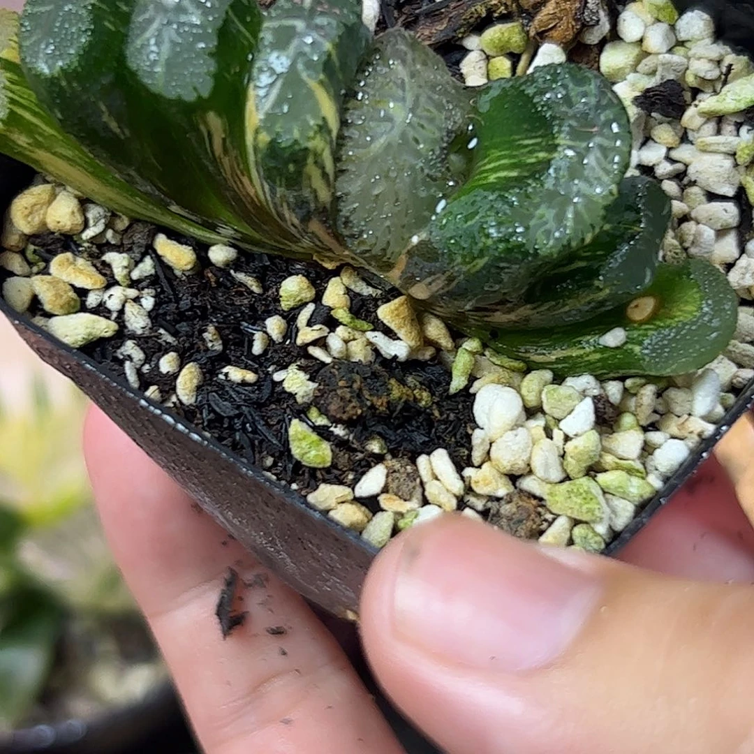 火山锦十二卷多肉植物