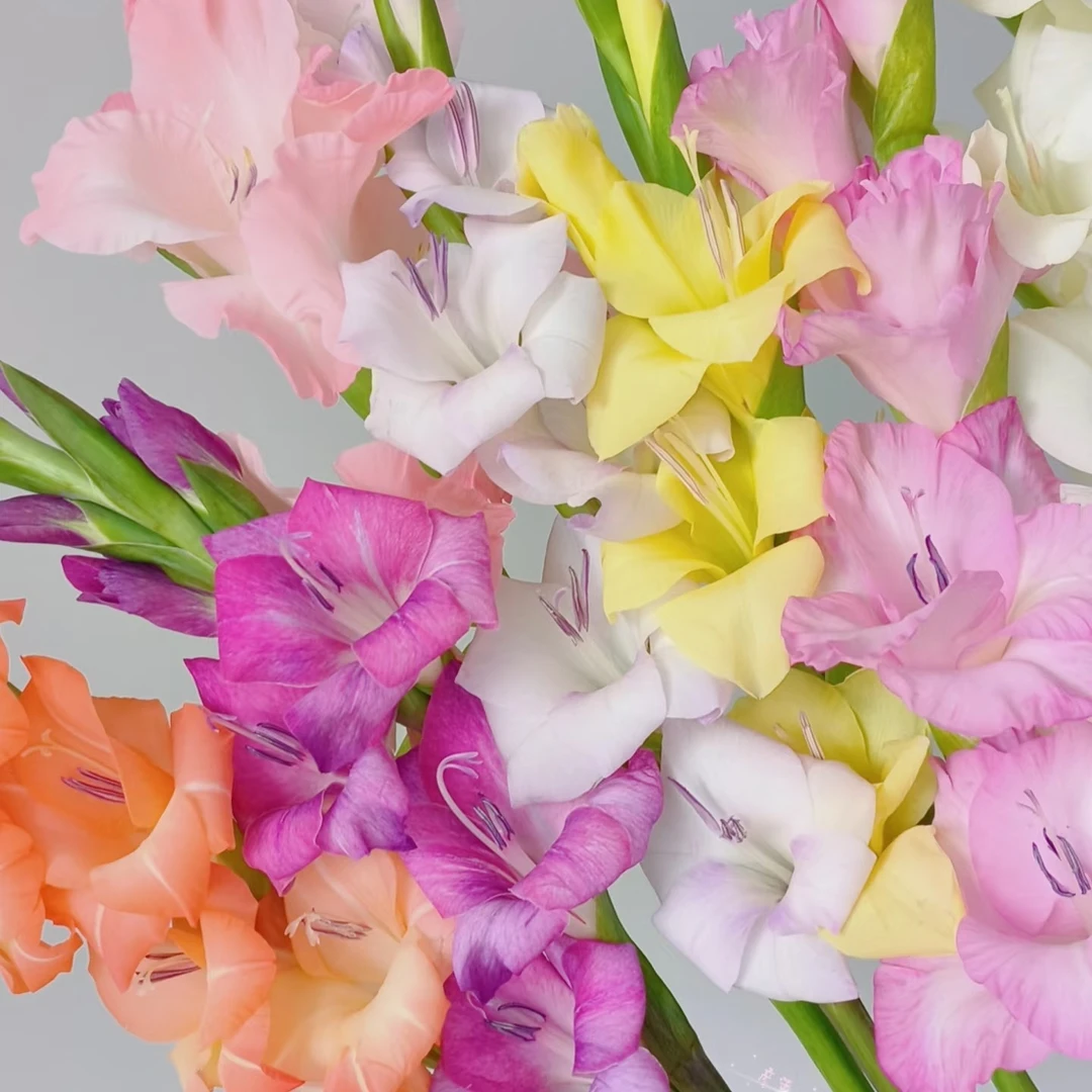 【剑兰混色】唐菖蒲鲜切花鲜花东北基地顺丰包邮优选花卉