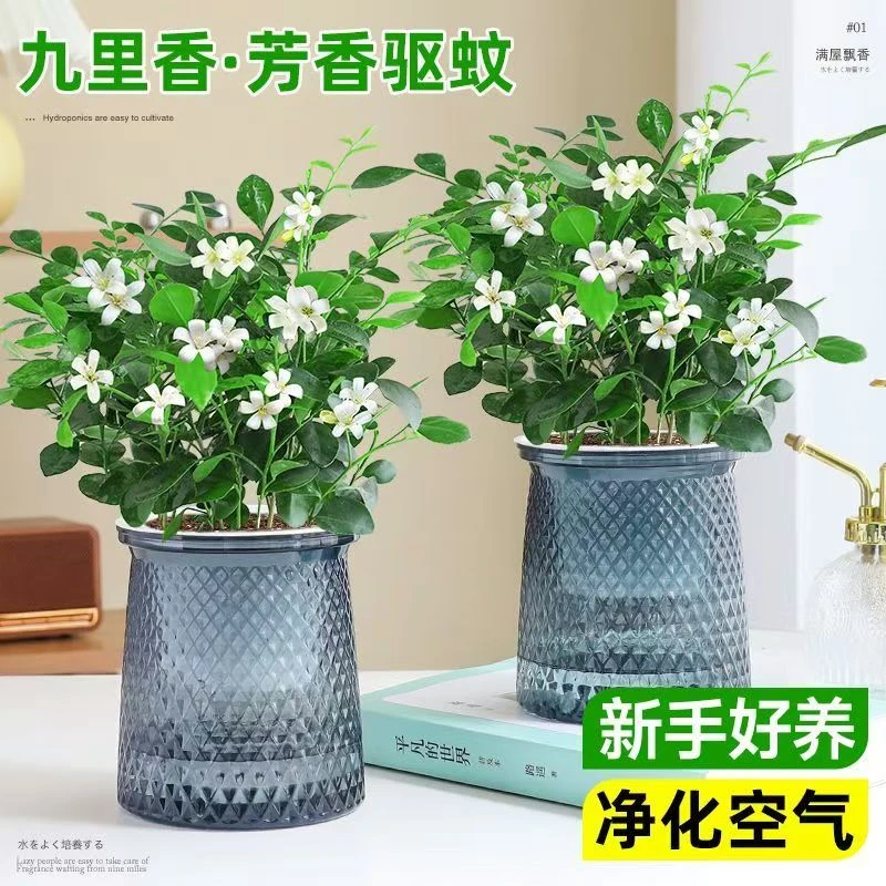 【买一送一】九里香盆栽水培植物四季好养树苗室内好养花卉驱蚊绿植