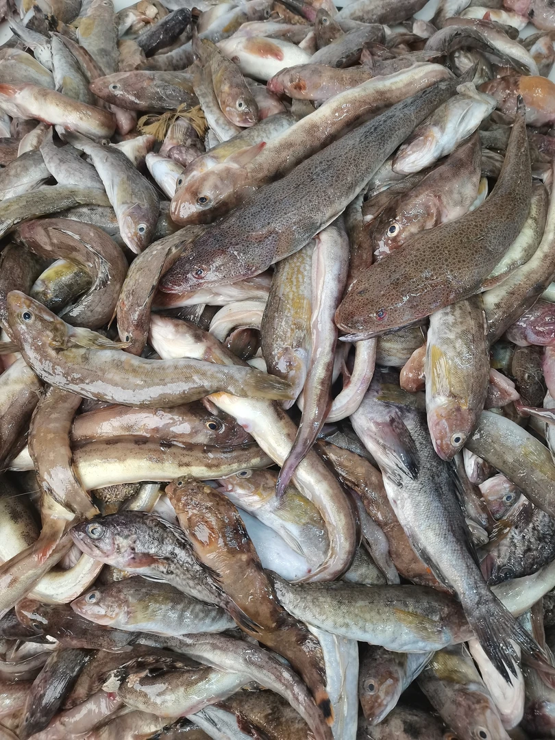 大连本地野生小船杂拌鱼小号4斤 顺丰包邮