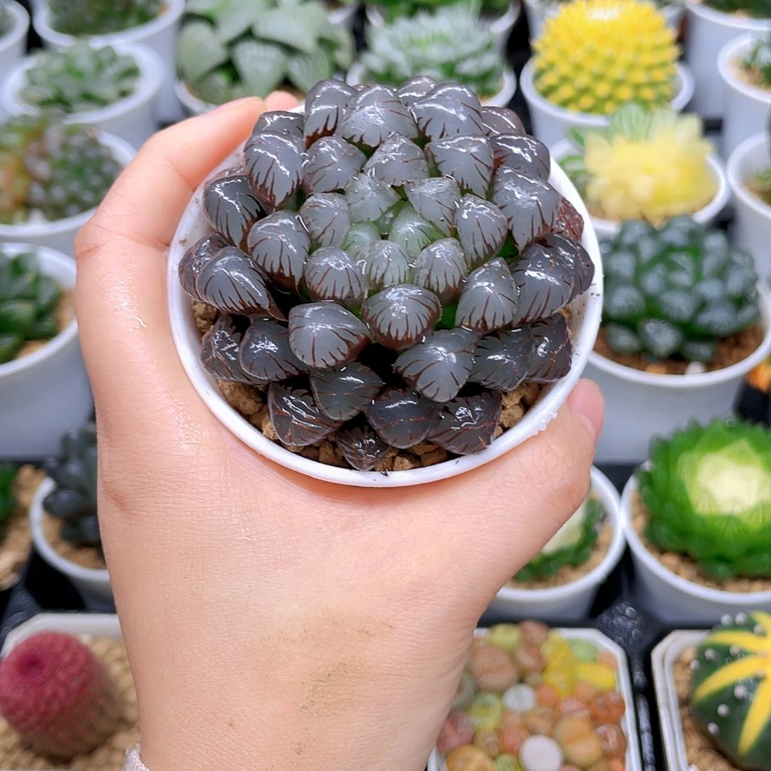 紫冰灯玉露，原盆