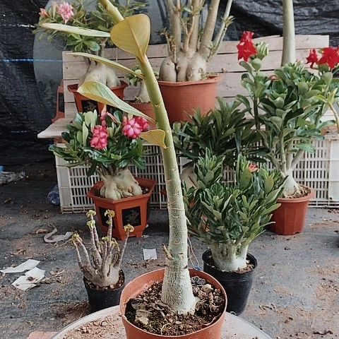 【闪购商品】催**崔绿植