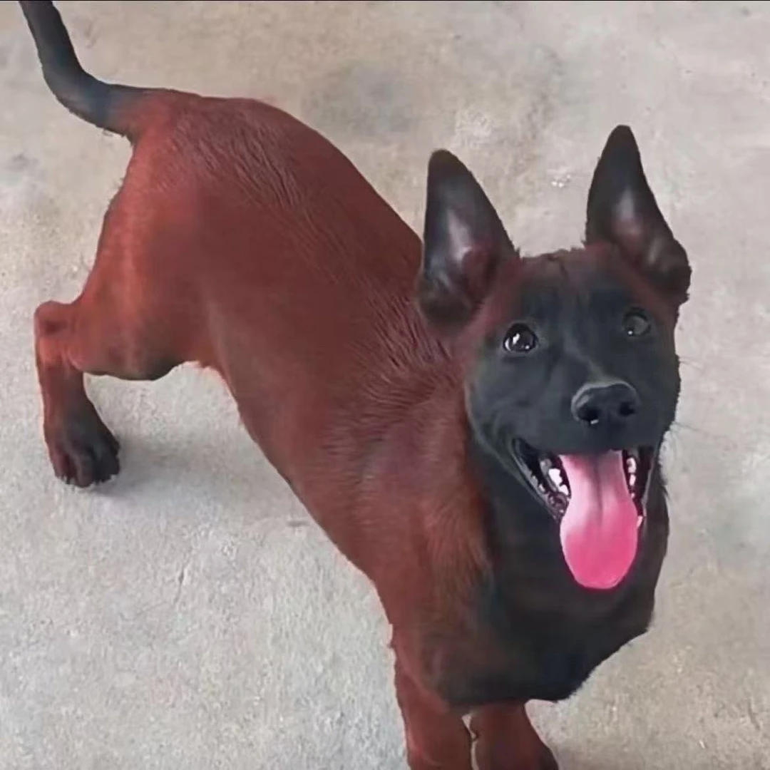 爆红马犬纯种3个月训练好的马犬双血统红马犬马犬大型犬正宗马犬