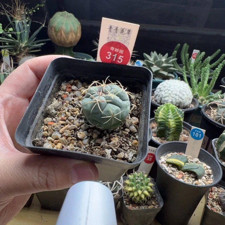 实生白肌天晃一棵仙人球