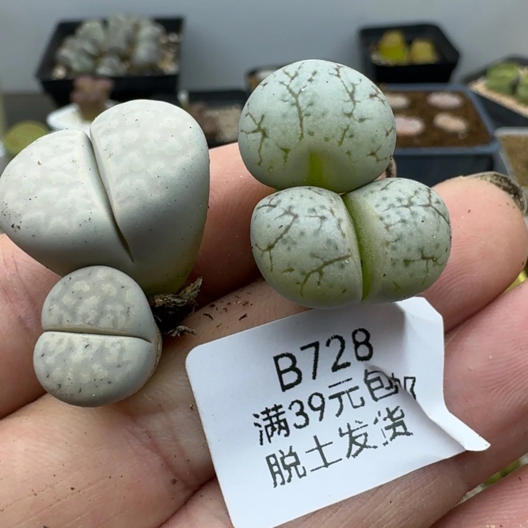 728多肉哈哈哈哈哈哈哈哈