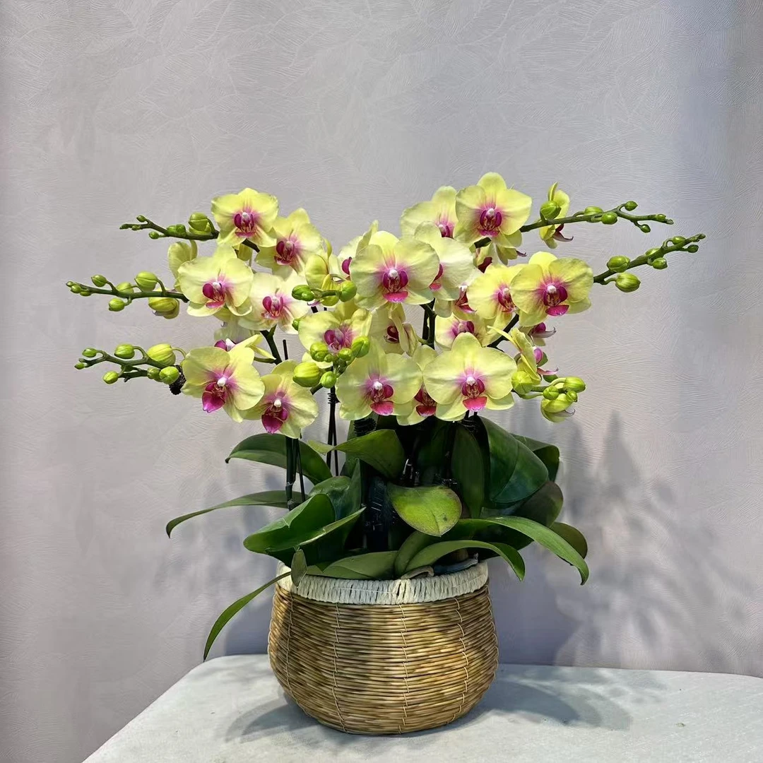 《朝日》蝴蝶兰 好养耐开 室内花卉