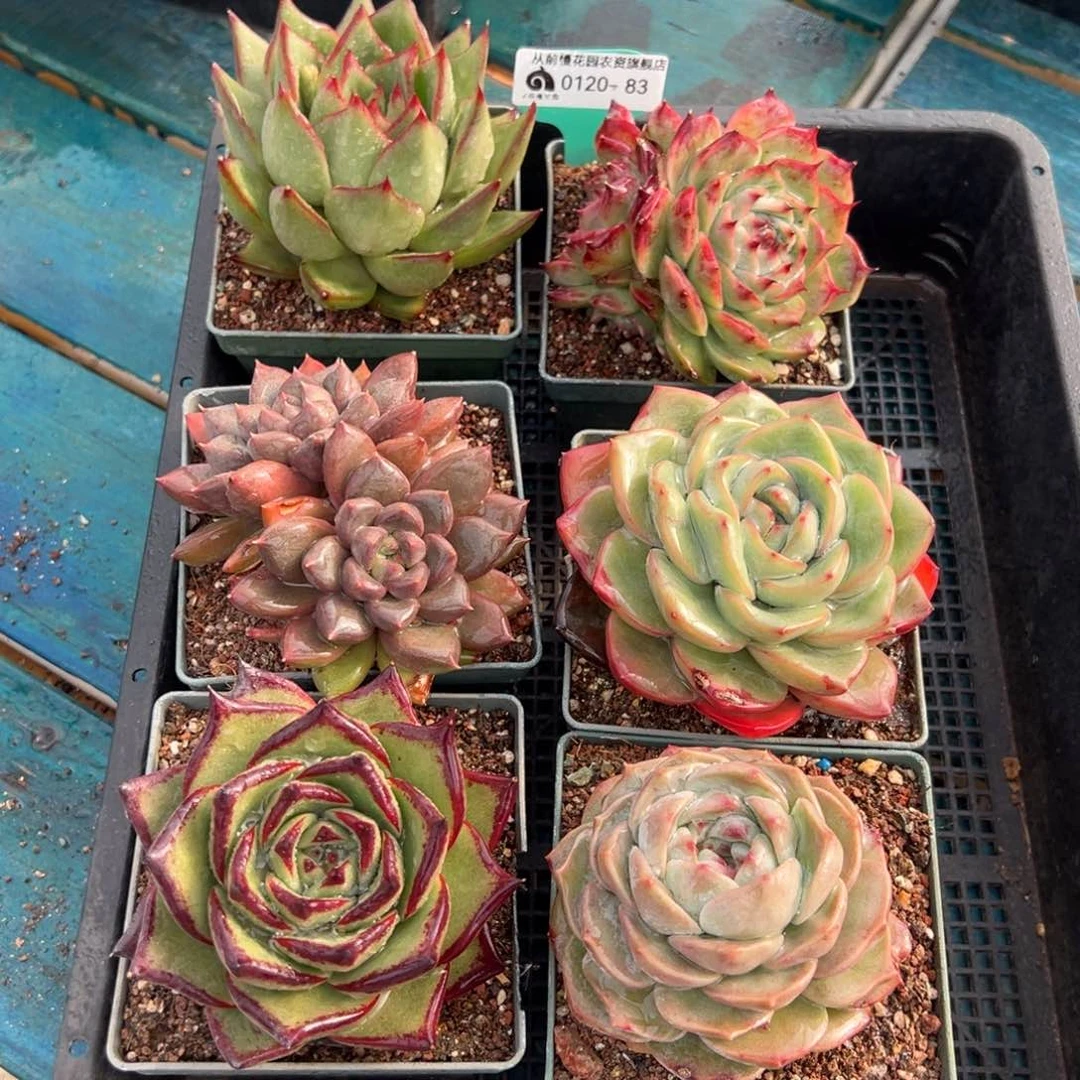 从前慢多肉精选编号0120.83