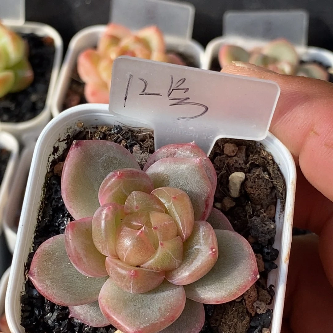 天官赐福百无禁忌