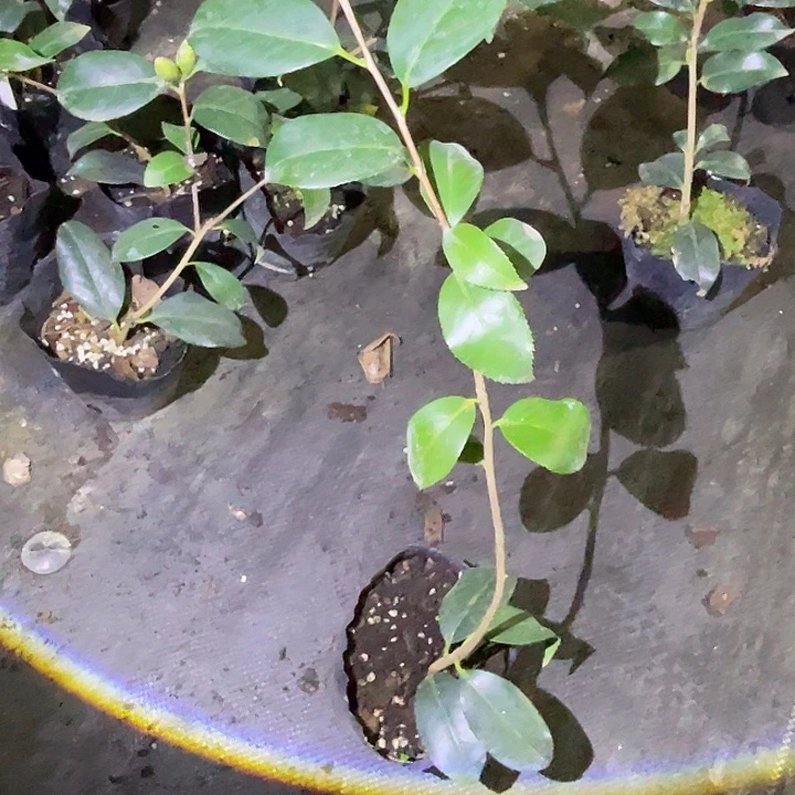 无花朵茶花的反反复复