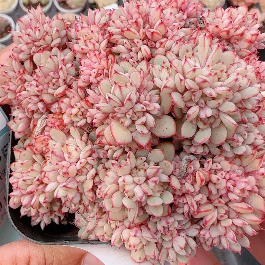 花语多肉1213-231甜茶