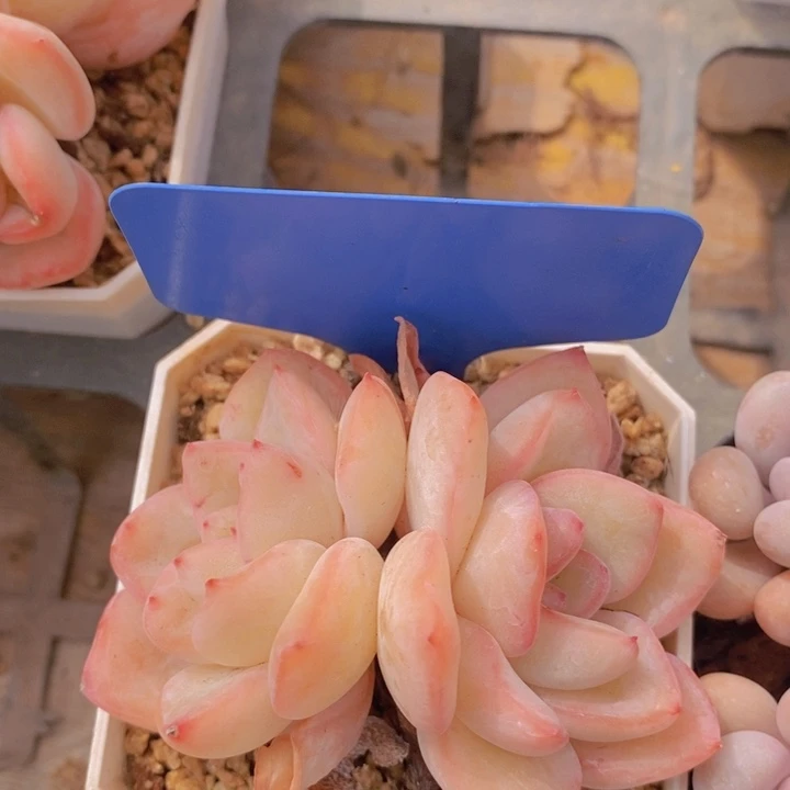 多肉植物，开心多肉