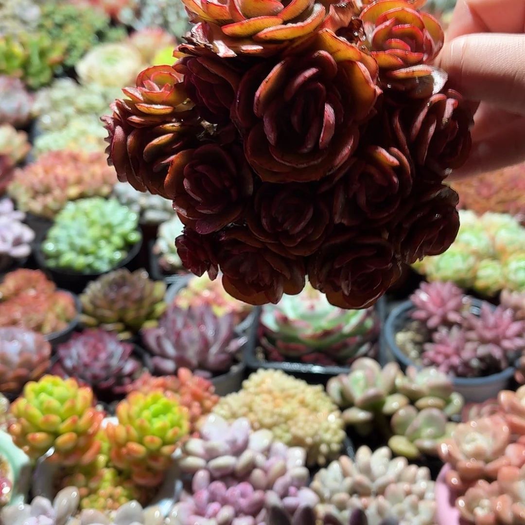 秀妍多肉整群11㎝盆