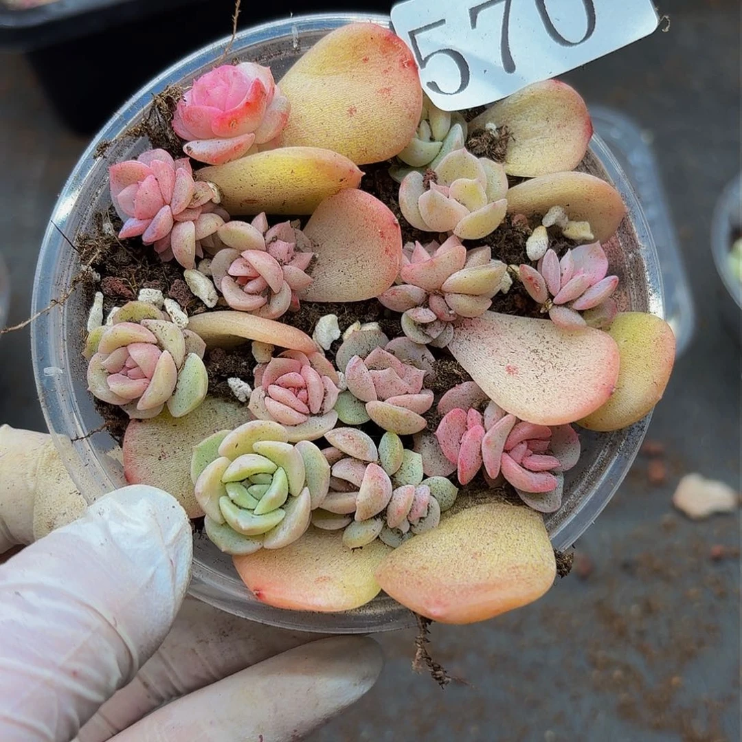 多肉植物多肉植物570