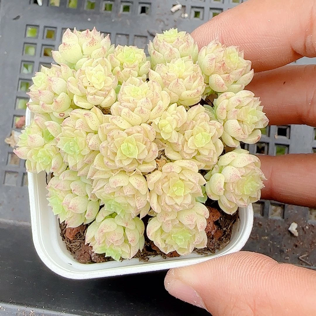 *****【闪购商品】0725-55（ttp-135）