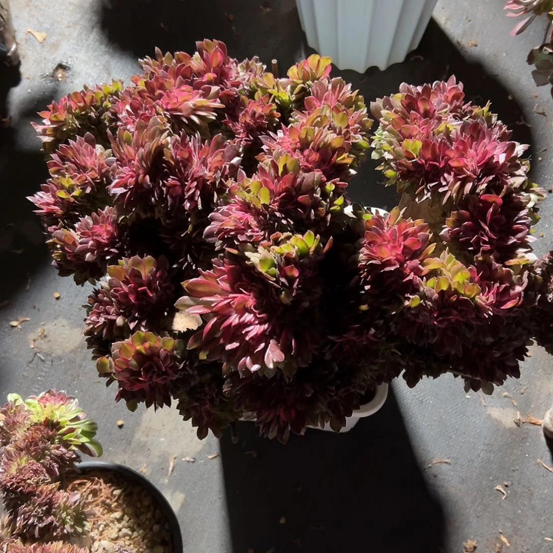 荔枝缀化老桩整版厚板