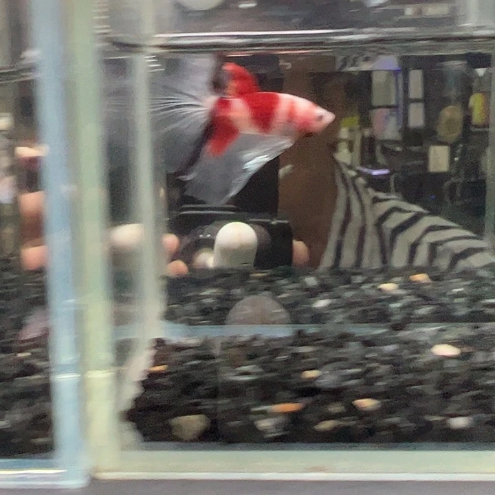 斗鱼竞拍跑单拉黑18日3