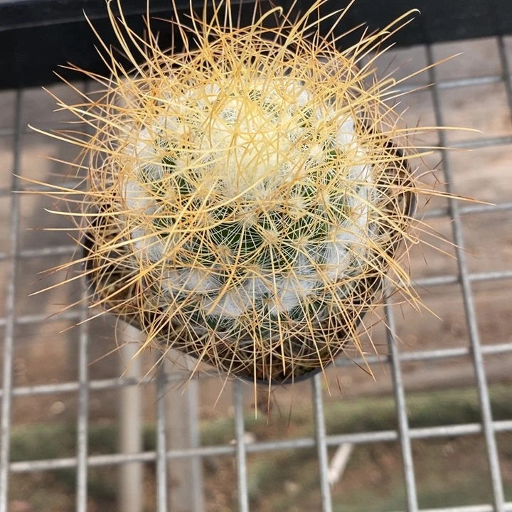 b****～伯克利和格蕾纳等人