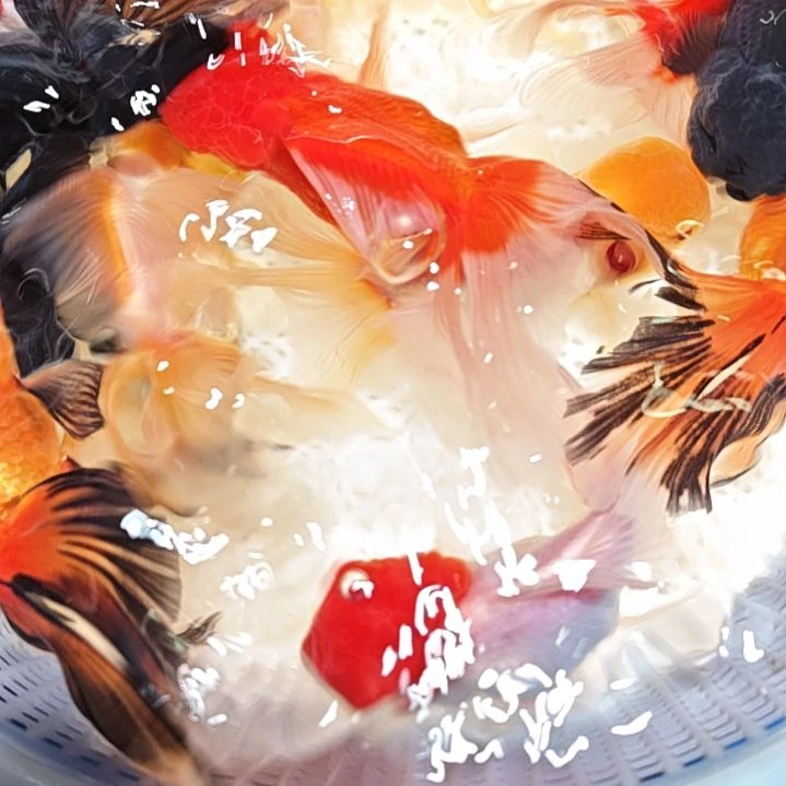 涅***生海水鱼一二三四五六七八