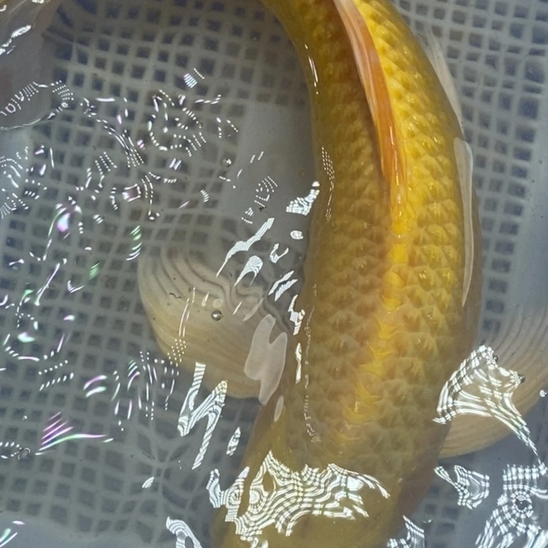 锦鲤冷水锦鲤包邮