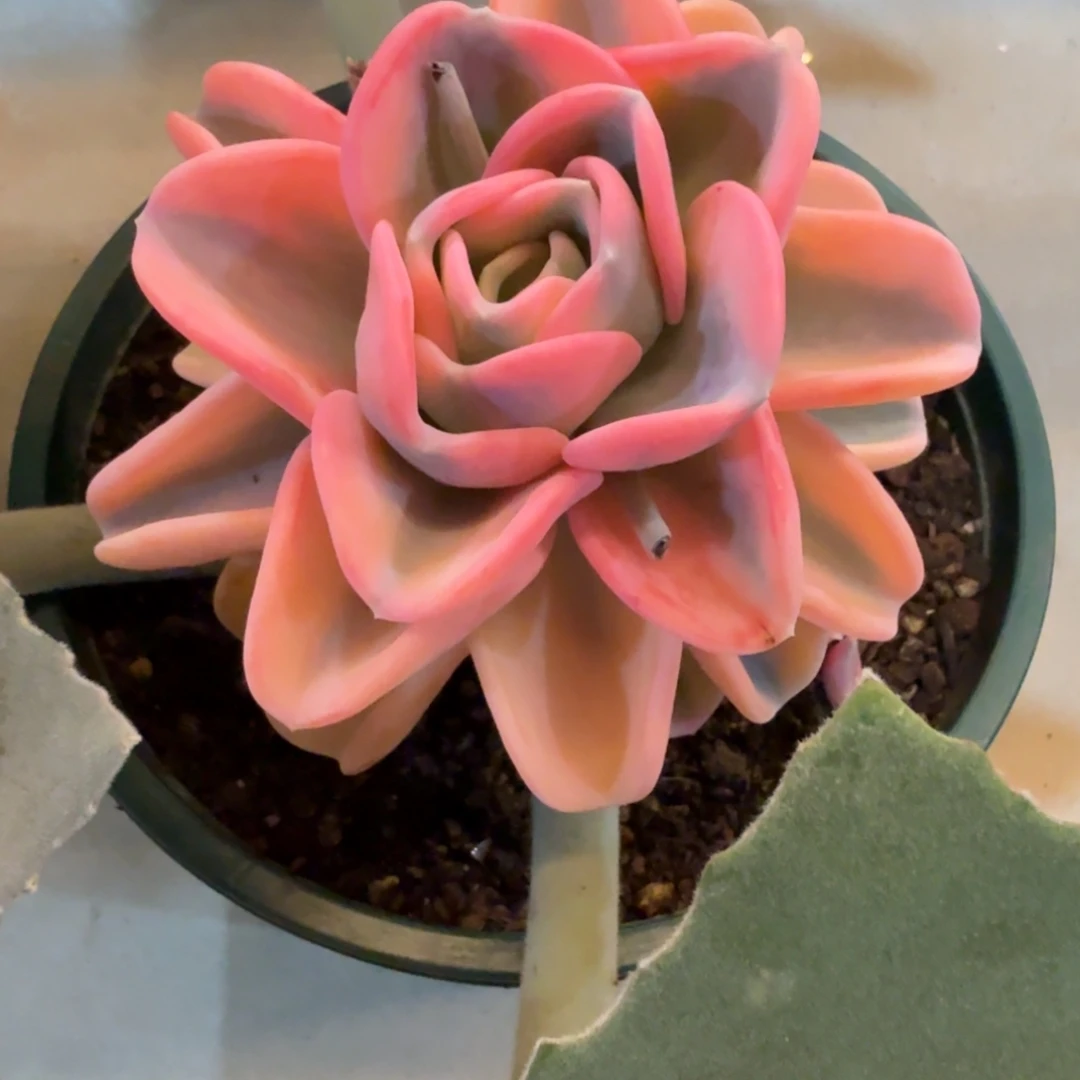 美尻 安吉园艺锦锦