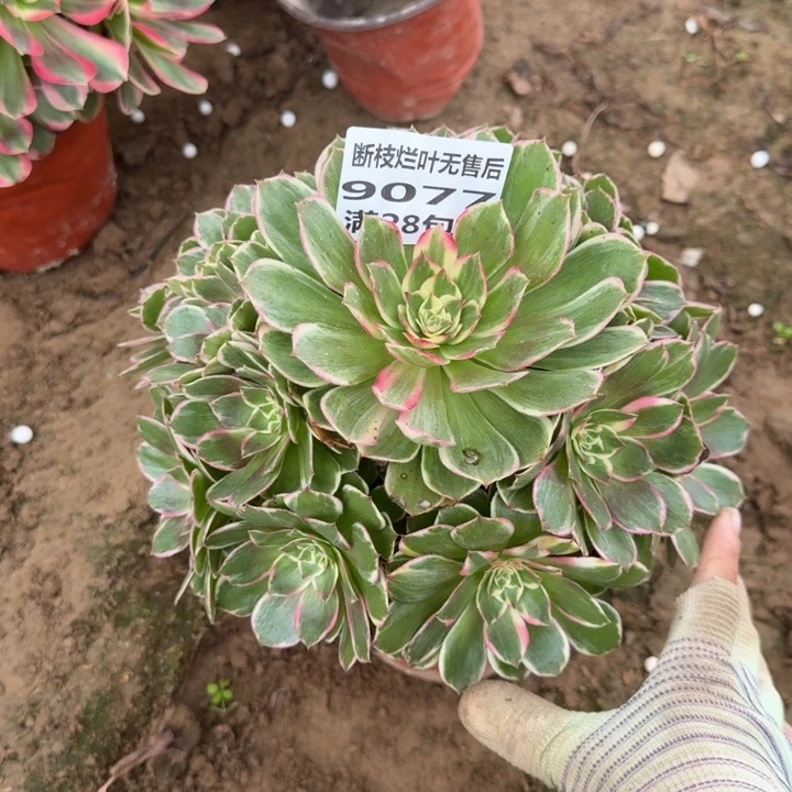 9077二号棚孔雀翎A