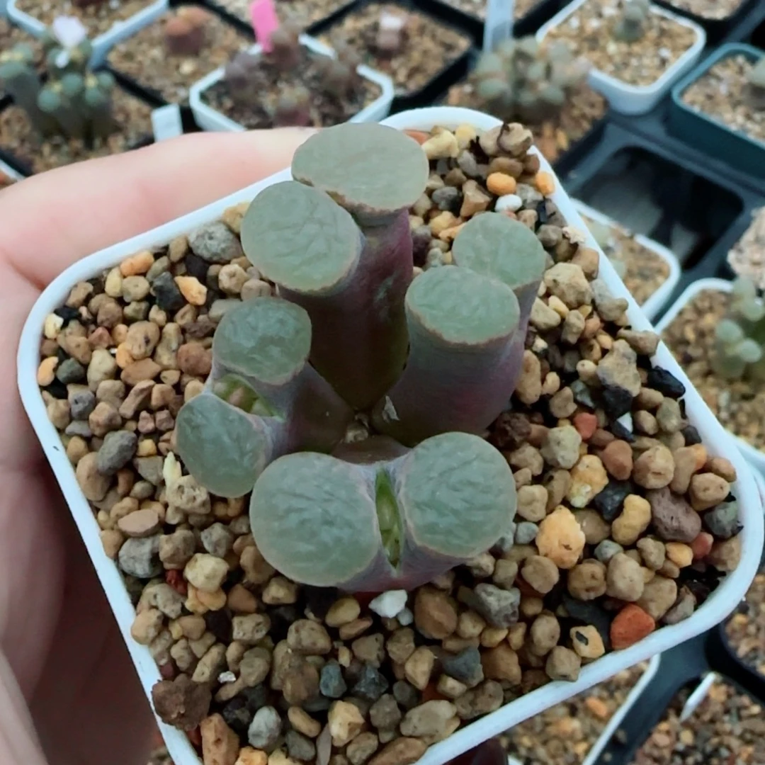 多肉植物磁铁风铃一颗19号