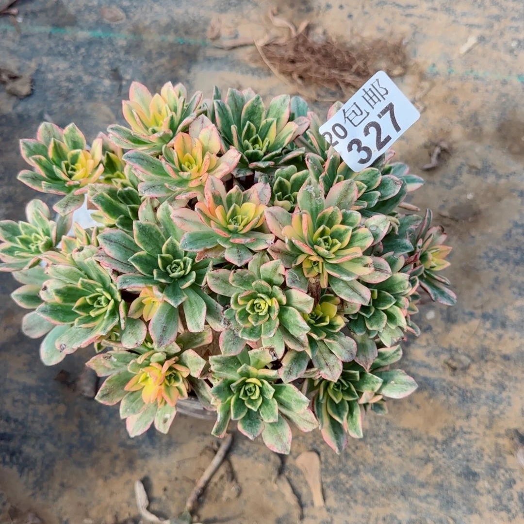 甜茶327满20包邮断枝不包