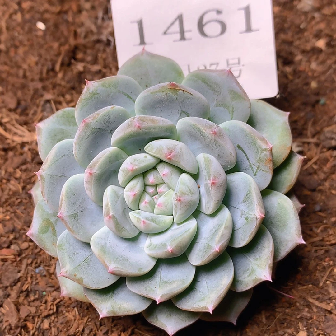 【闪购商品】云1461号