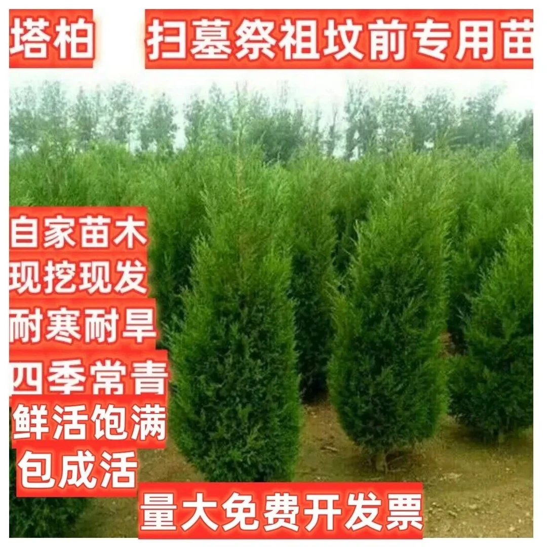 柏树苗 塔柏树苗 侧柏扁柏 松柏宝塔松 四季青 现挖现发带土发货