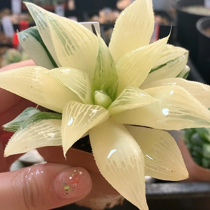 11号芭提雅寿锦带盆土