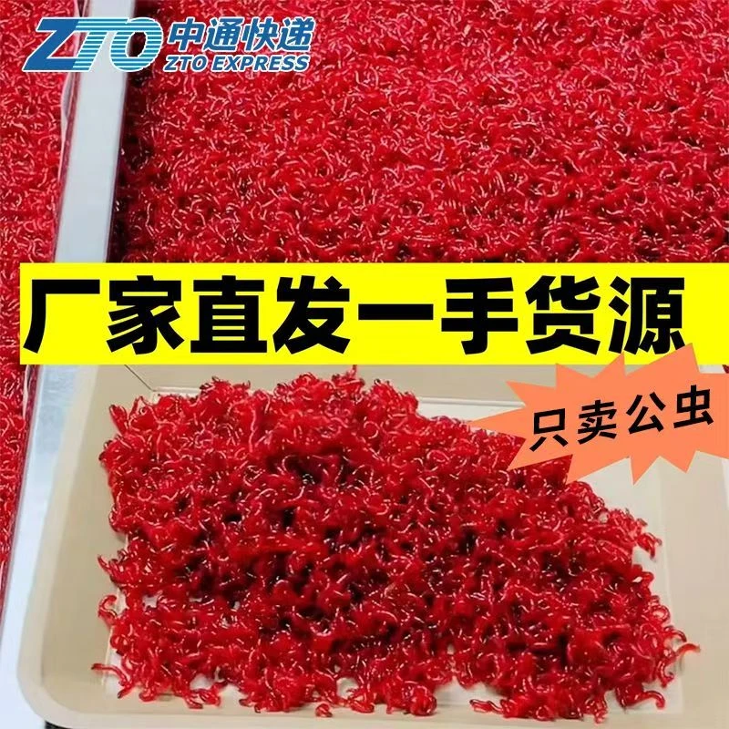 【净虫发货】鲜活红虫特大号公虫活体活饵喂鱼饵拉饵鲫鱼野钓饵料
