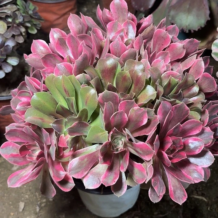 多肉植物法师女妖2