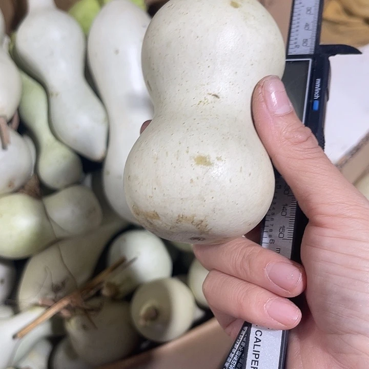 大果紫檀（缅甸花梨）鼎**芦