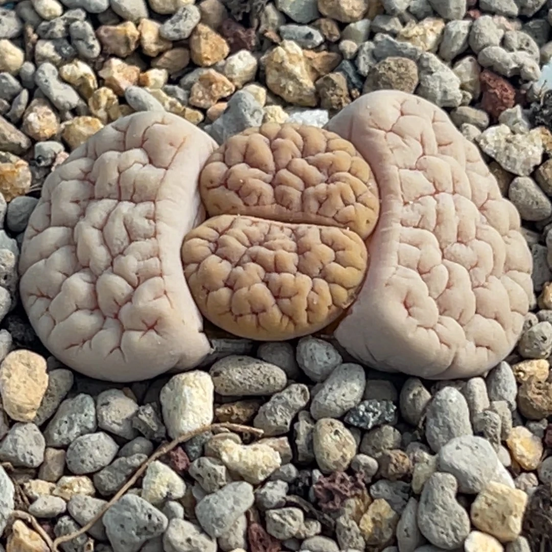 7021凹凸脑纹蛙哥189一颗