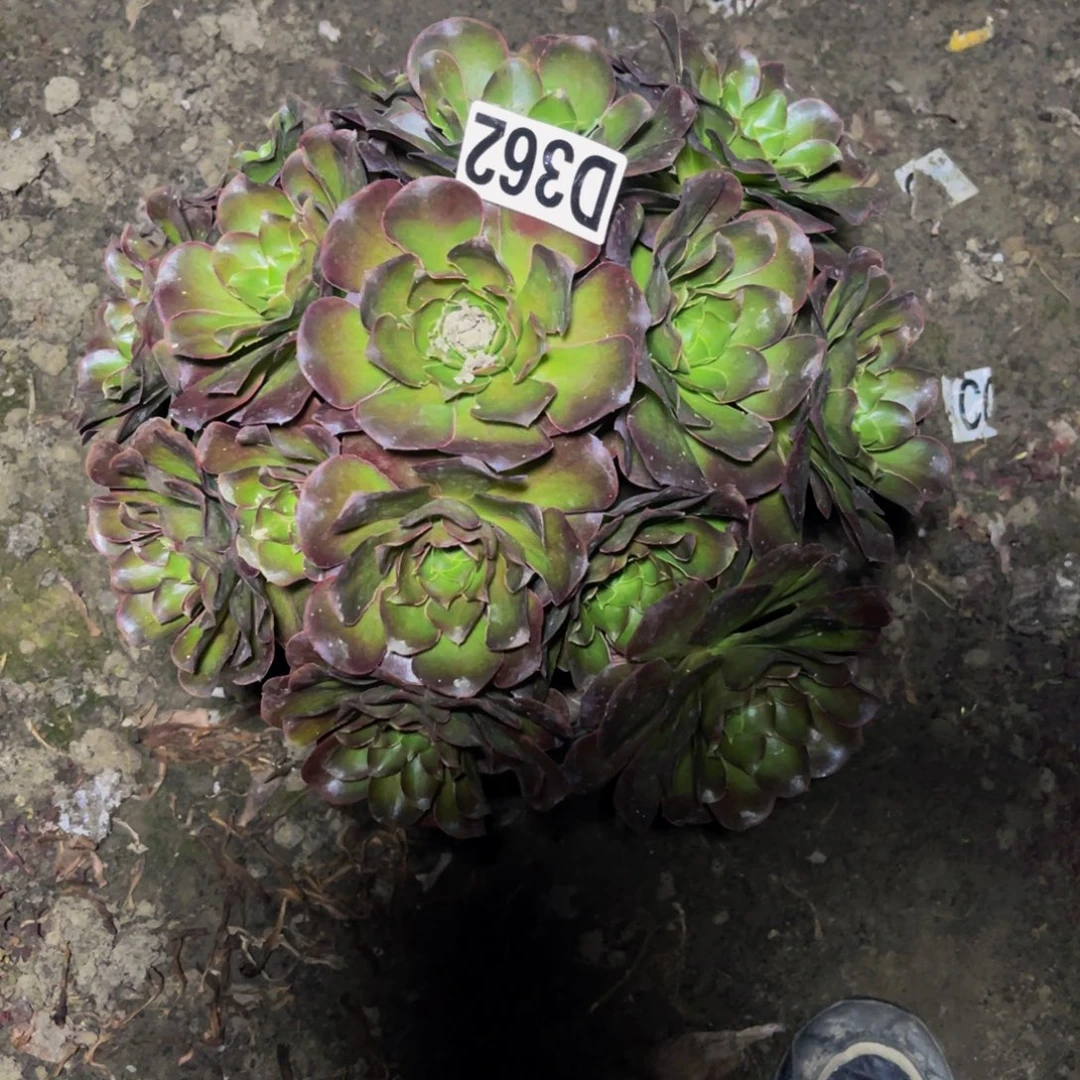 魅金法师16-/-///45包邮