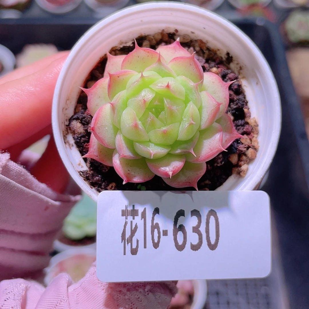 花利美16-630海王