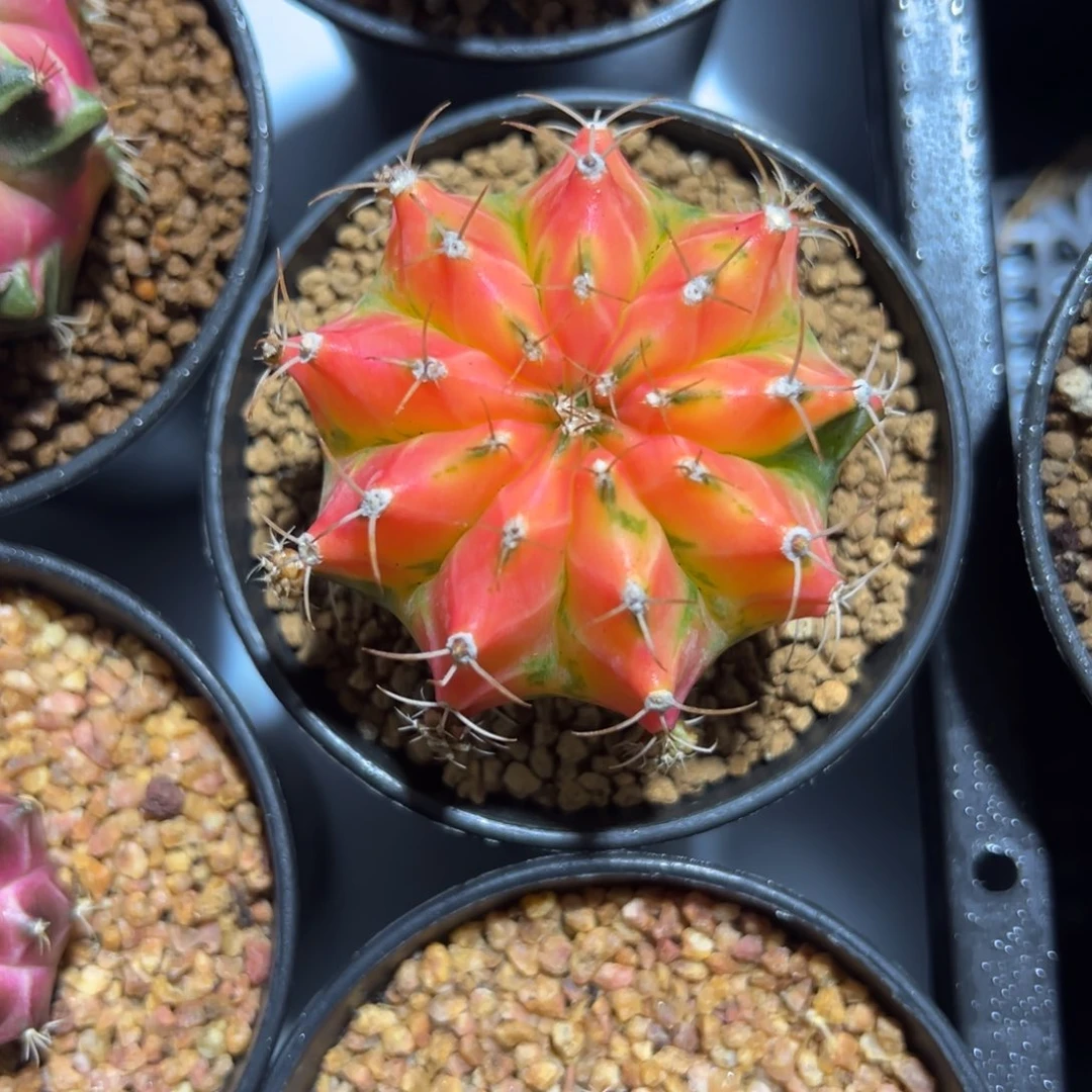 桃子侧芽自根带盆土发货