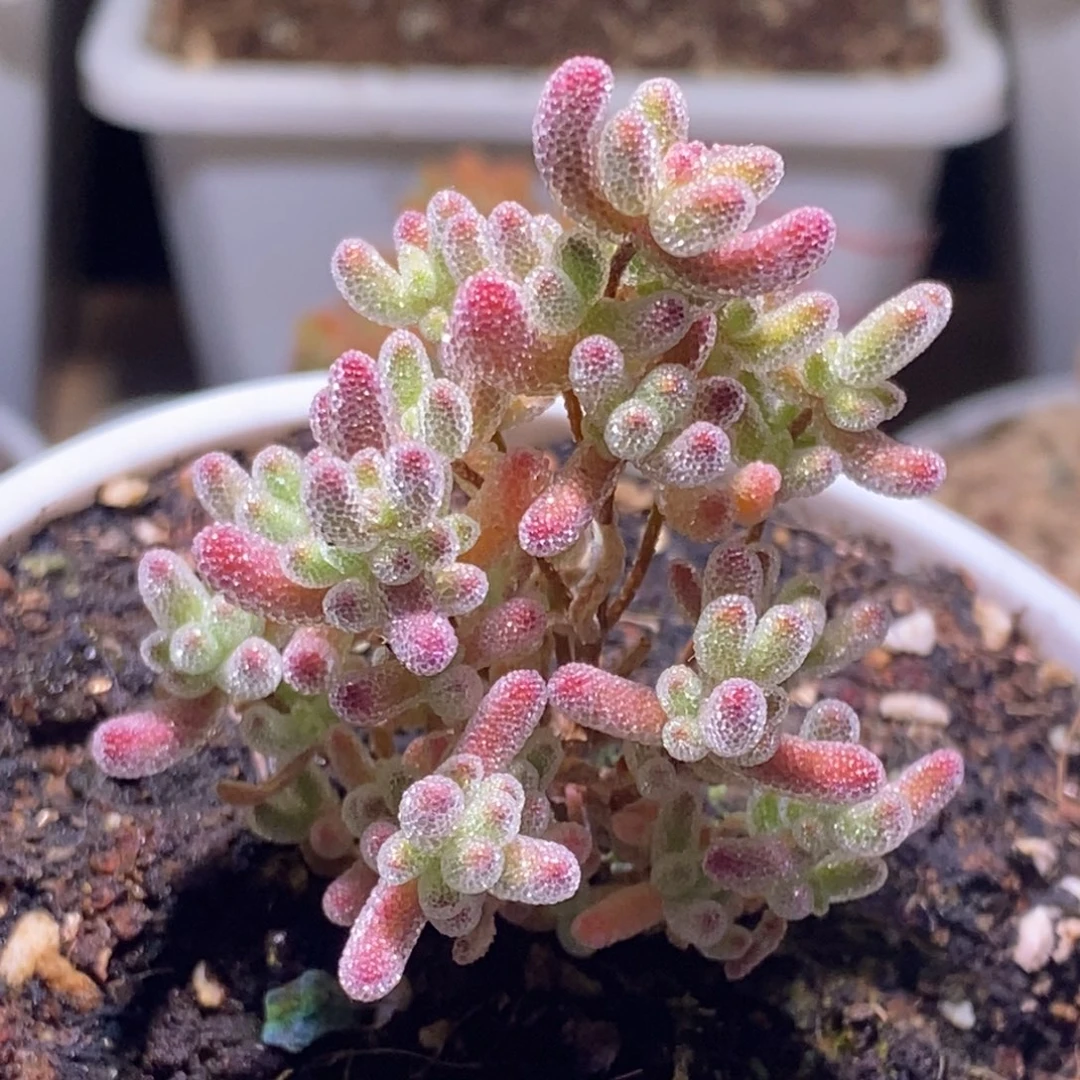 粉钻枝干番杏158