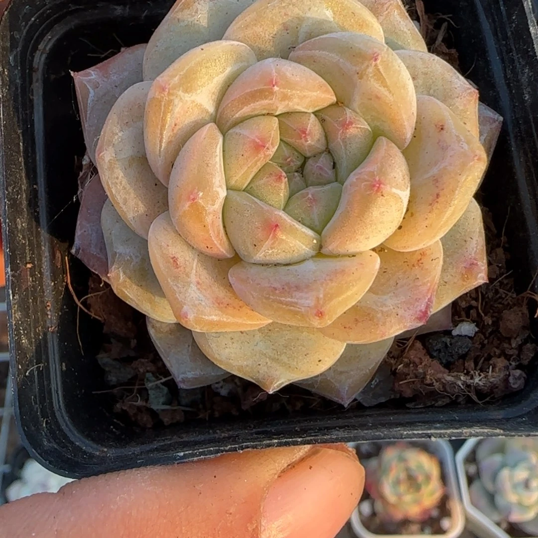 多肉小卡拉米糖心一物一拍