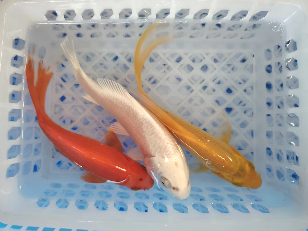 17号三星高照【1红草金1黄金1白金15-17公分】冷水观赏鱼包邮